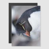 Southern Rockhopper Penguin (Front/Back)