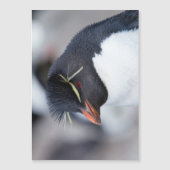 Southern Rockhopper Penguin (Front)