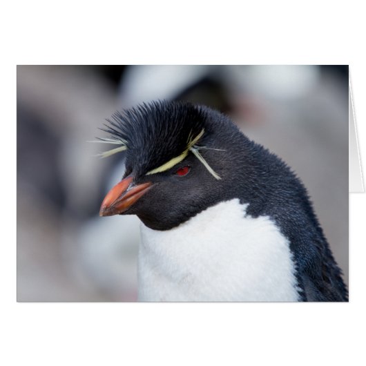 Southern Rockhopper Penguin Cards (Front Horizontal)