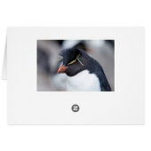 Southern Rockhopper Penguin Cards (Back Horizontal)