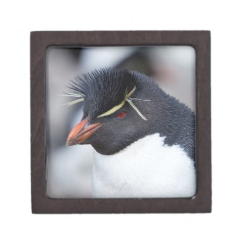 Southern Rockhopper Penguin Gift Box