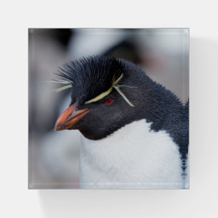 Southern Rockhopper Penguin Paperweight