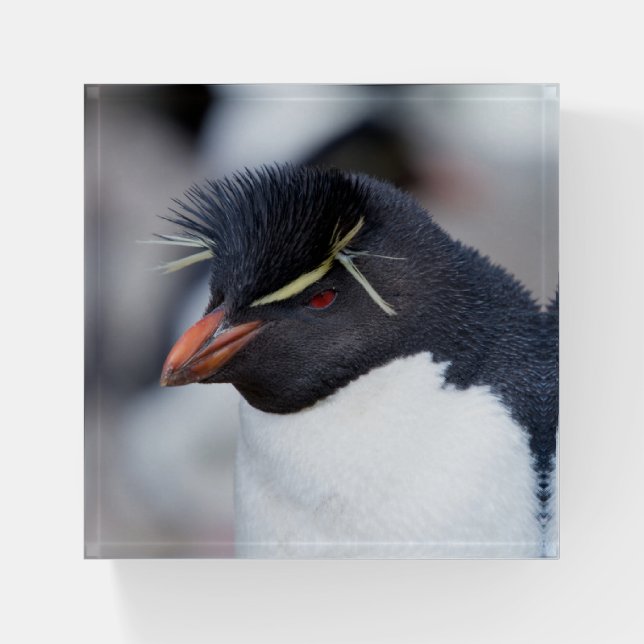 Southern Rockhopper Penguin Paperweight (Front)