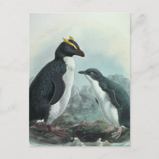Southern Rockhopper Penguin Postcard