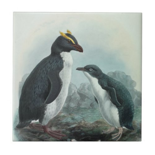 Southern Rockhopper Penguin Tile