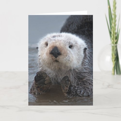 Southern Sea Otter Enhydra lutris Card