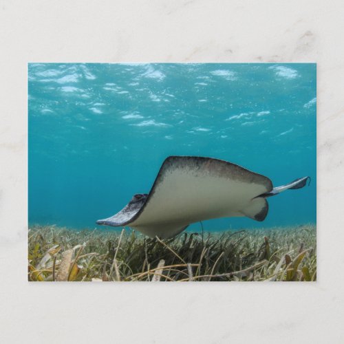 Southern Stingray in Shallows Postcard