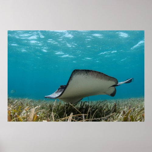 Southern Stingray in Shallows Poster