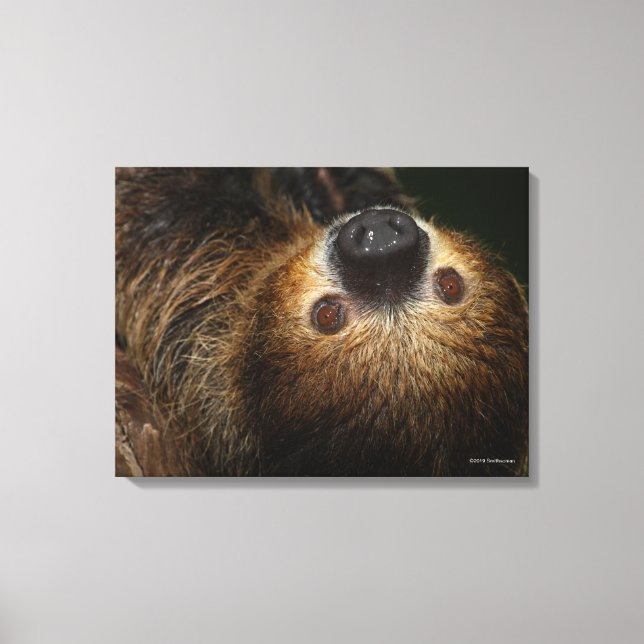 Southern Two-Toed Sloth Canvas Print (Front)