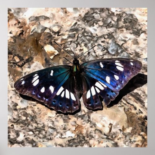 Southern White Admiral Blue Butterfly Painting Poster