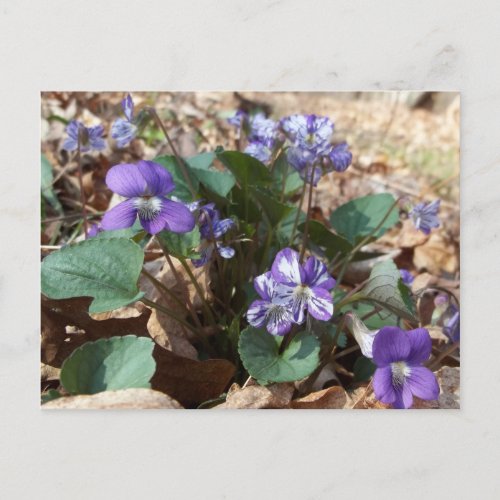 Southern Wood Violet Postcard