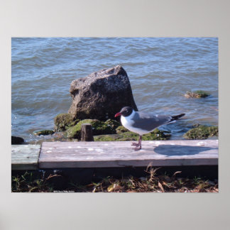 Southport, North Carolina - Seagull Poster