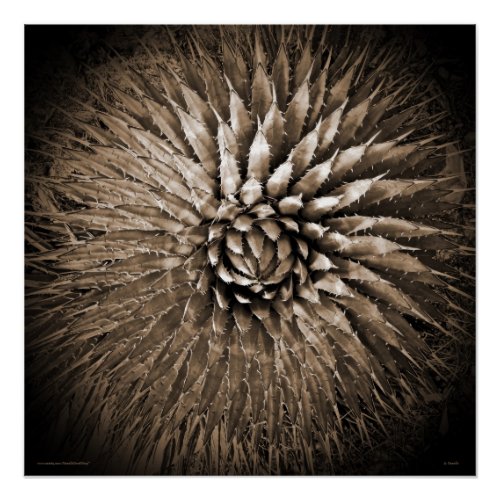 Southwest Agave Spikes Square Sepia Poster