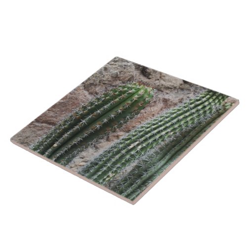 Southwest Cactus Photograph Cacti Desert Plants Tile