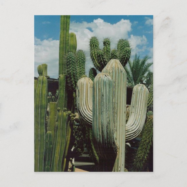 Southwest Cactus Postcard (Front)
