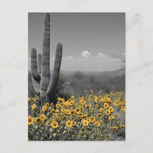 Southwestern Desert Saguaro Cactus and Sunflowers Postcard (Front)