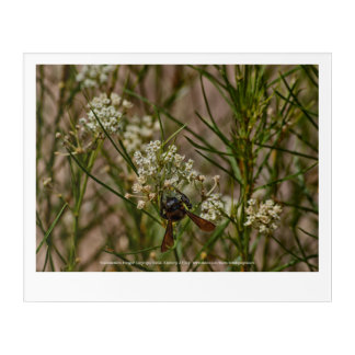 Southwestern Forager Acrylic Print