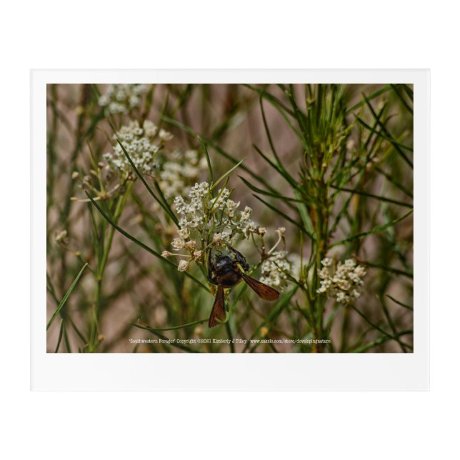 Southwestern Forager Acrylic Print (Front)