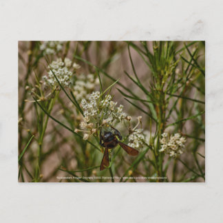 Southwestern Forager Postcard