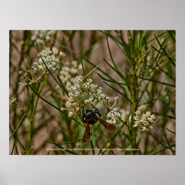 Southwestern Forager Poster (Front)