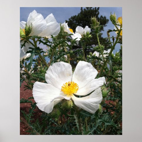 Southwestern Prickly Poppy Photograph Poster