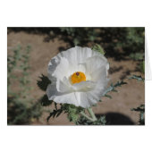 Southwestern Pricklypoppy (Front Horizontal)