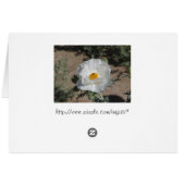 Southwestern Pricklypoppy (Back Horizontal)