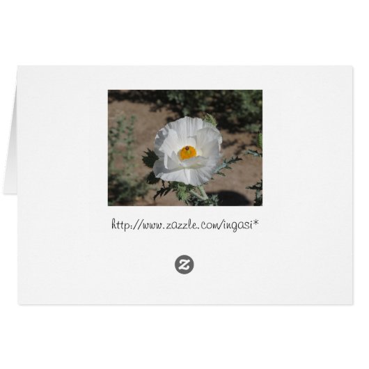 Southwestern Pricklypoppy (Back Horizontal)