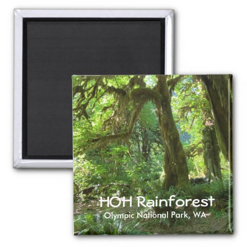 Souvenir MagnetHoh Rainforest Olympic NP Magnet