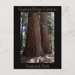 Souvenir Sequoia Kings Canyon National Park Postcard