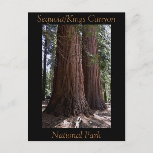 Souvenir Sequoia Kings Canyon National Park Postcard