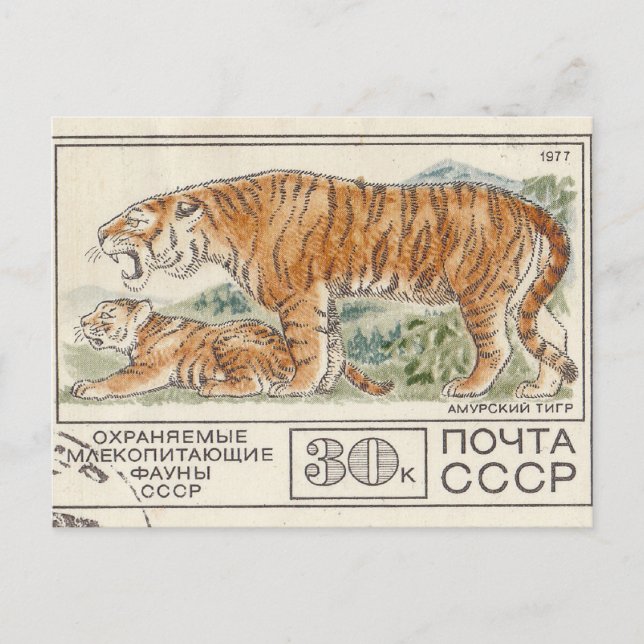 Soviet  postage stamp amur tiger postcard (Front)