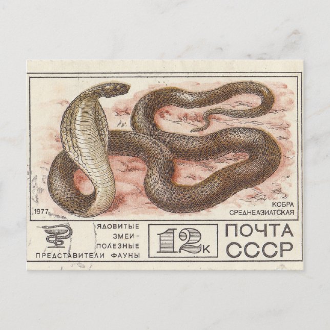 Soviet postage stamp central asian cobra postcard (Front)
