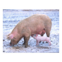 Sow and piglet flyer