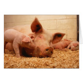 Sow and piglets (Front Horizontal)