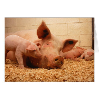 Sow and piglets cards