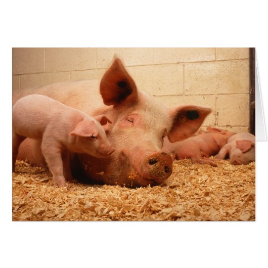 Sow and piglets cards (Front Horizontal)
