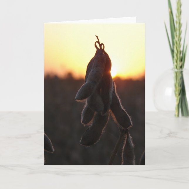 Soybean Sunset Card (Front)