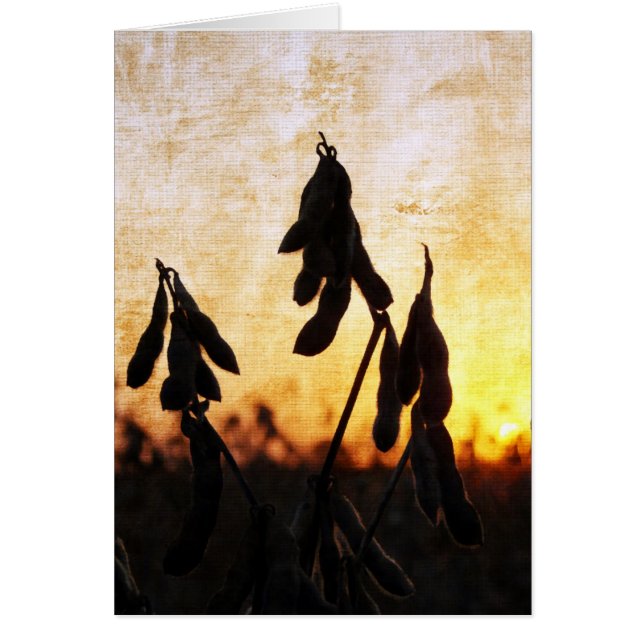Soybean Sunset Cards (Front)