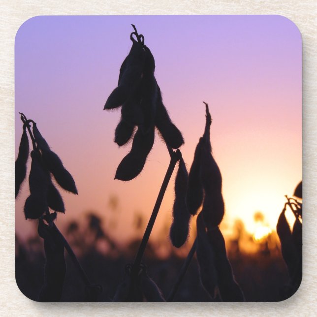 Soybeans at Sunset Beverage Coaster (Front)