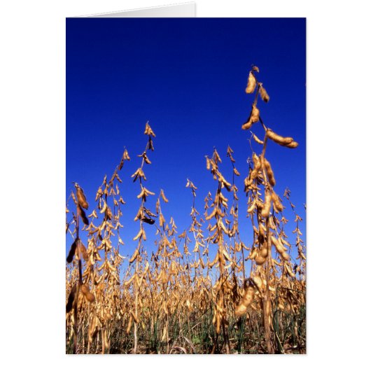 Soybeans Cards (Front)