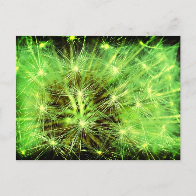 Space plant - Dandelion close up Lomo Postcard (Front)