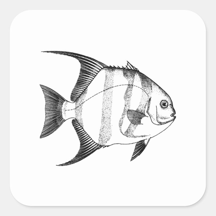 Spadefish Illustration Square Sticker