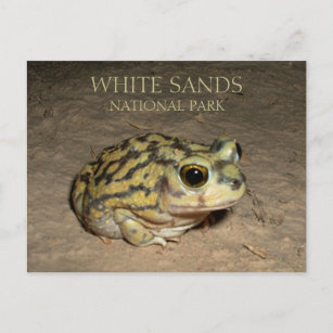 Spadefoot Toad, White Sands National Park Postcard