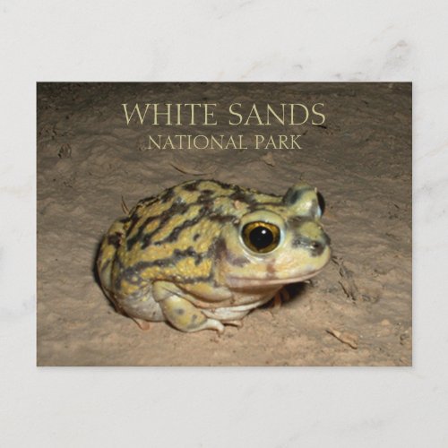 Spadefoot Toad White Sands National Park Postcard