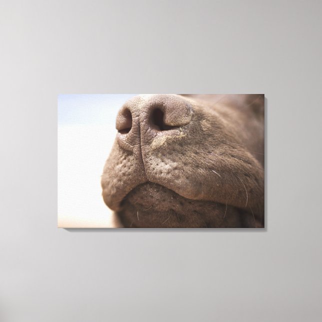 Spain, Costa Blanca, Close-up of chocolate Canvas Print (Front)