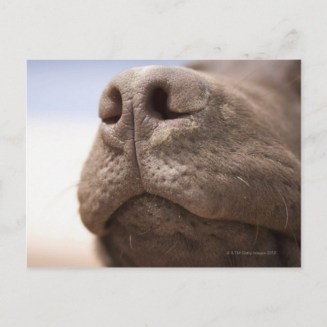 Spain, Costa Blanca, Close-up of chocolate Postcard (Front)