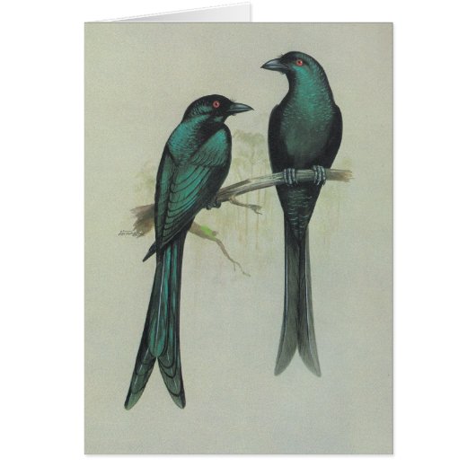 Spangled Drongo - Dicrurus hottentottus Cards (Front)