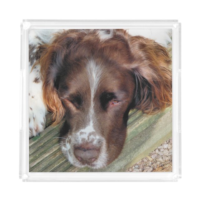 SPANIEL ACRYLIC TRAY (Front)