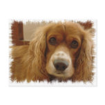 Spaniel Breed Postcard